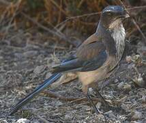 California Scrub Jay