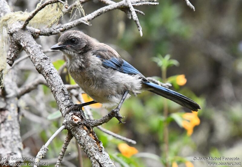 California Scrub Jayimmature