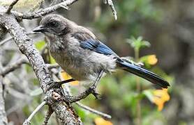 California Scrub Jay