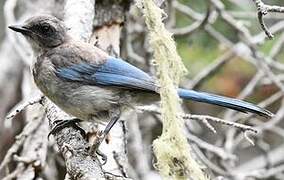 California Scrub Jay