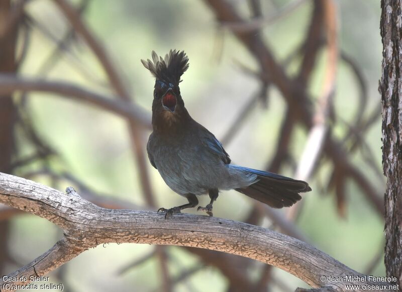 Steller's Jay