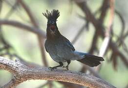 Steller's Jay