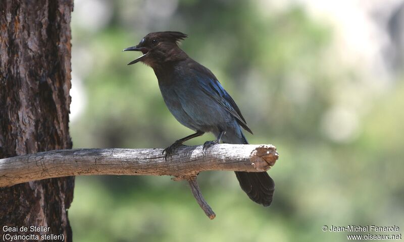 Steller's Jay