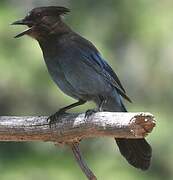 Steller's Jay