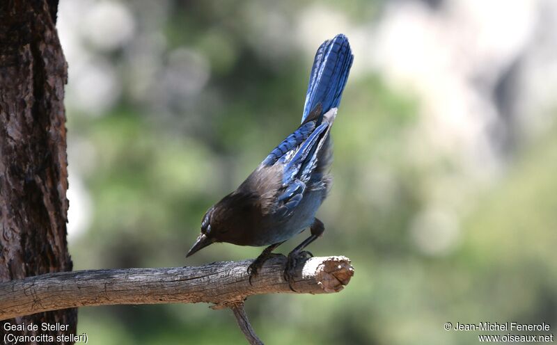 Steller's Jay