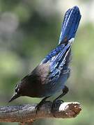 Steller's Jay