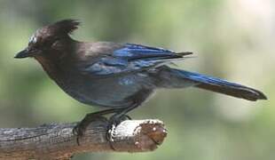 Steller's Jay