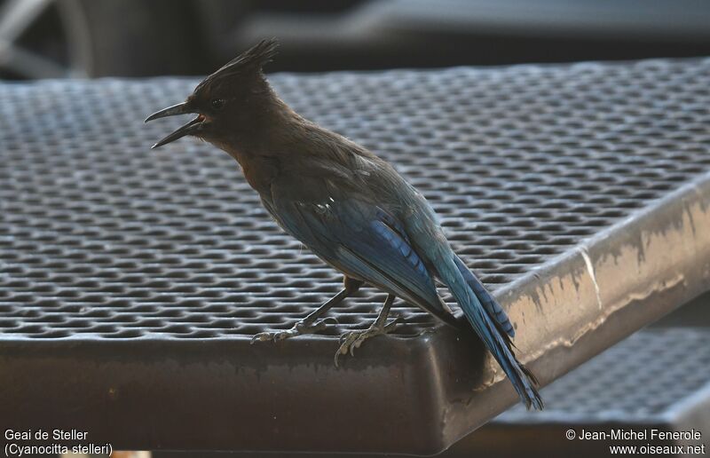 Steller's Jay