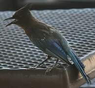 Steller's Jay