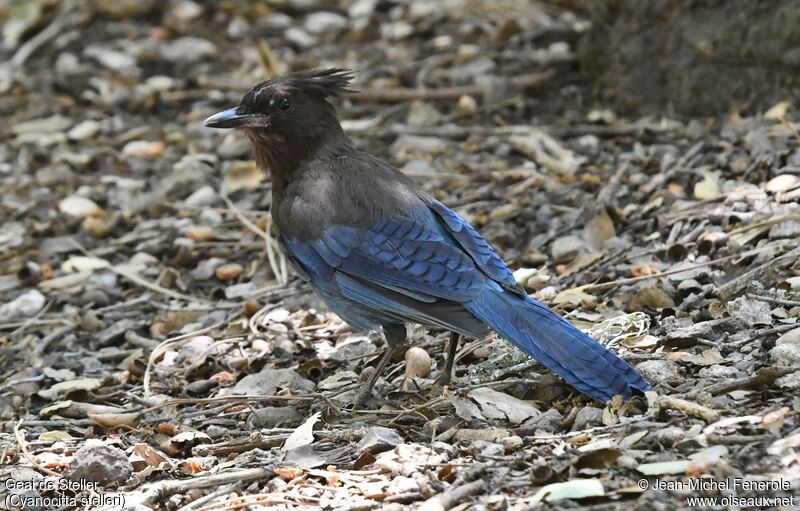 Steller's Jay