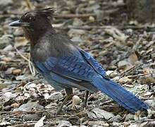 Steller's Jay