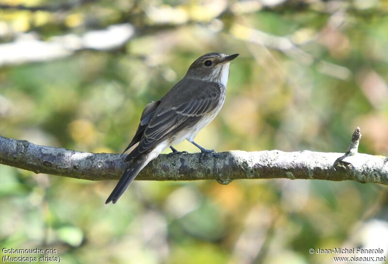 Spotted Flycatcher