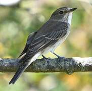 Spotted Flycatcher