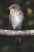 Spotted Flycatcher