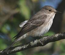 Spotted Flycatcher