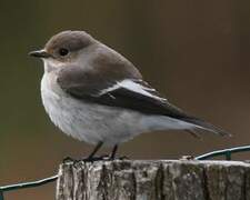 European Pied Flycatcher