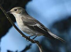 European Pied Flycatcher