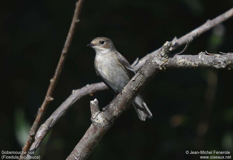 European Pied Flycatcher