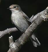 European Pied Flycatcher