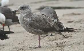 Western Gull