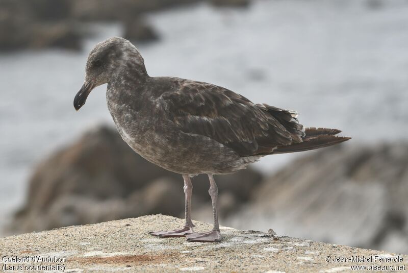 Western Gulljuvenile