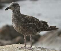 Western Gull