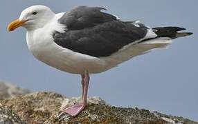 Western Gull