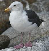 Western Gull