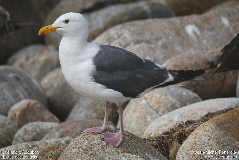 Western Gull