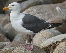 Western Gull