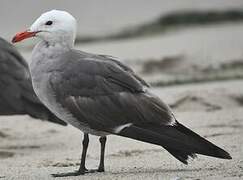 Heermann's Gull