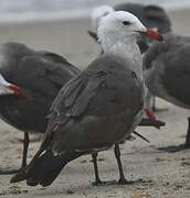 Heermann's Gull