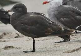 Heermann's Gull