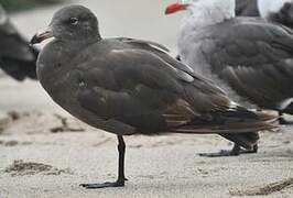 Heermann's Gull