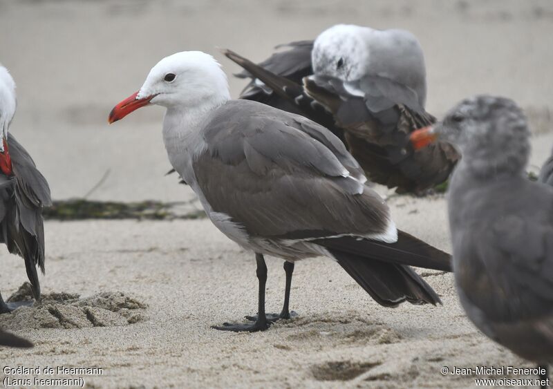 Heermann's Gull