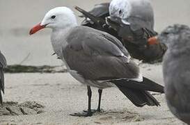 Heermann's Gull