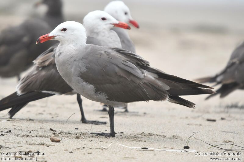 Heermann's Gull