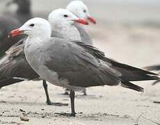 Heermann's Gull