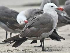 Heermann's Gull