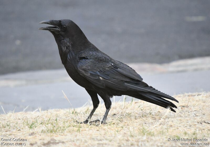 Northern Raven