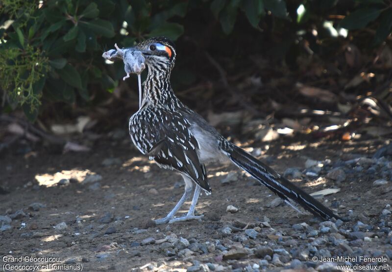 Greater Roadrunner