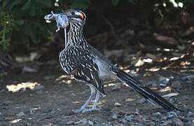 Greater Roadrunner