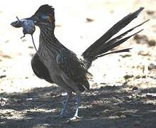 Greater Roadrunner