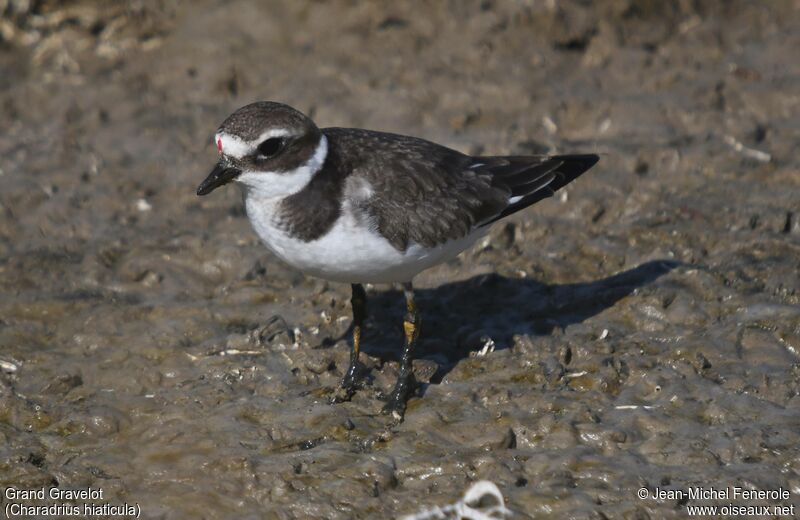 Common Ringed Plover