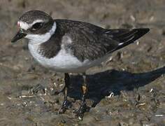 Common Ringed Plover