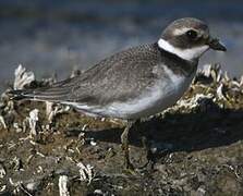 Common Ringed Plover