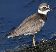 Common Ringed Plover