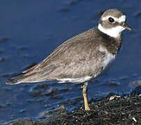 Common Ringed Plover