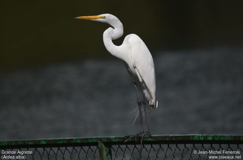 Great Egret