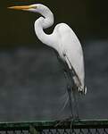 Grande Aigrette